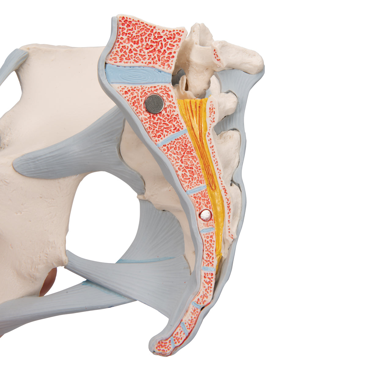 Female Pelvis Skeleton Model with Ligaments, Muscles & Organs, 4 part