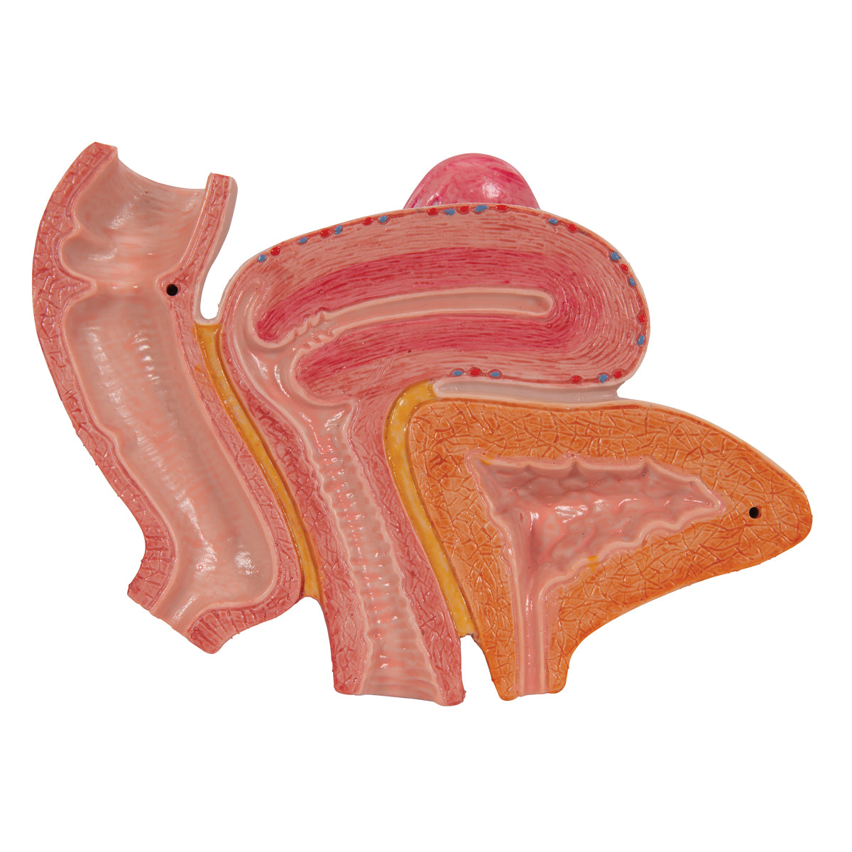 Female Pelvis Skeleton Model with Ligaments, Muscles & Organs, 4 part