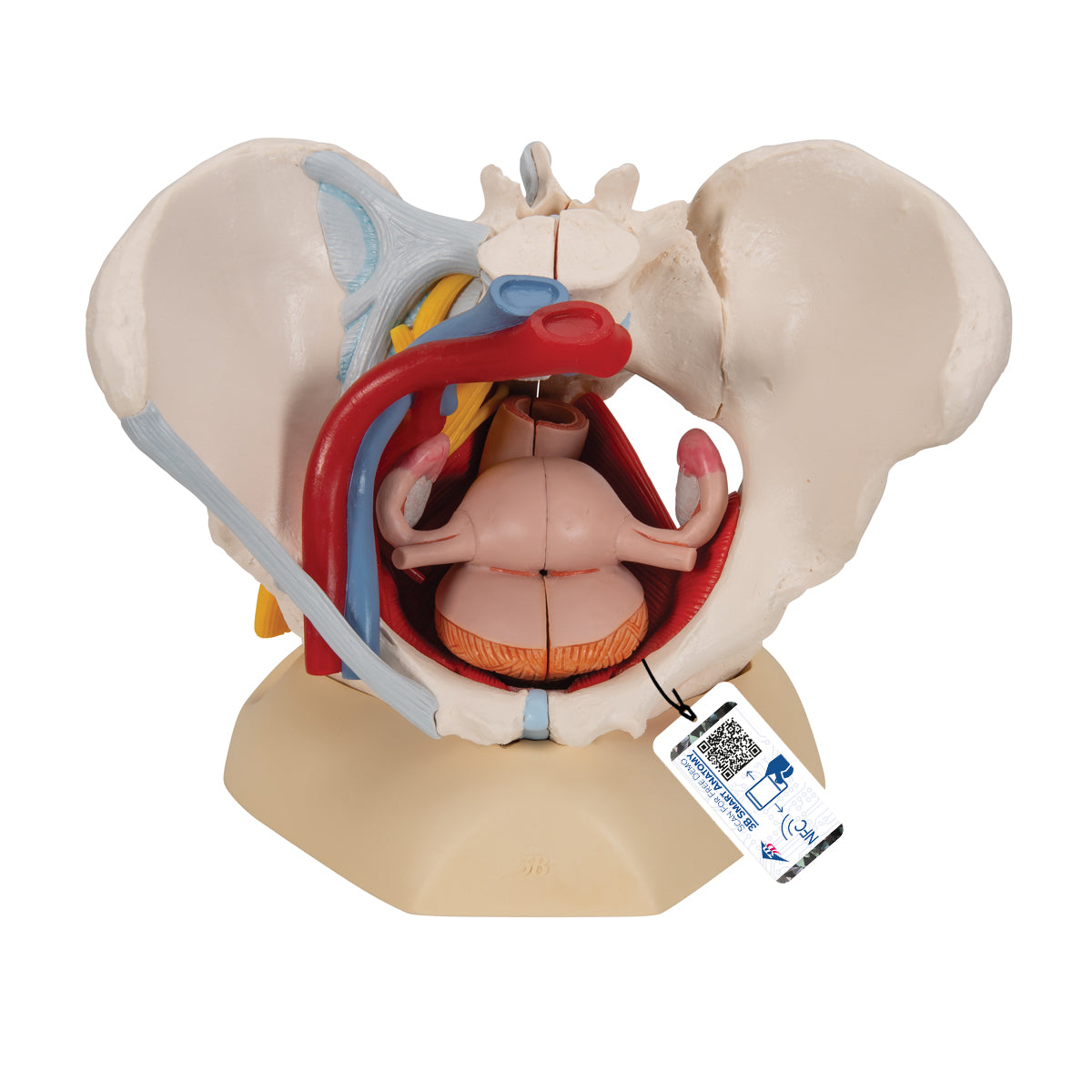 Human Female Pelvis Skeleton Model with Ligaments, Vessels, Nerves, Pelvic Floor Muscles & Organs, 6 part