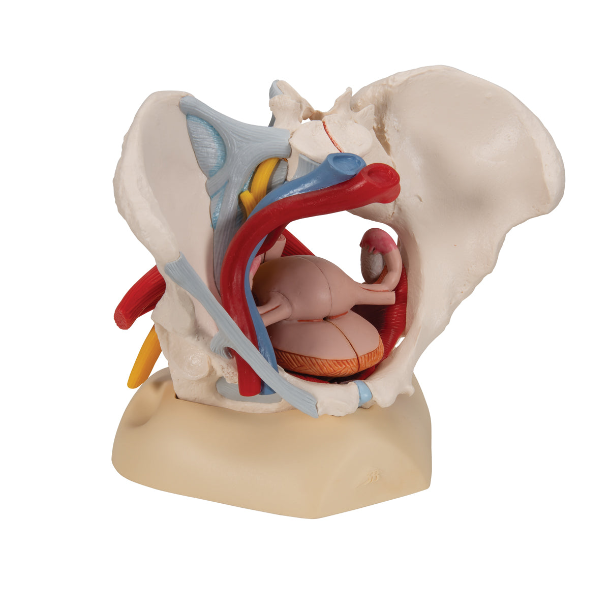 Human Female Pelvis Skeleton Model with Ligaments, Vessels, Nerves, Pelvic Floor Muscles & Organs, 6 part