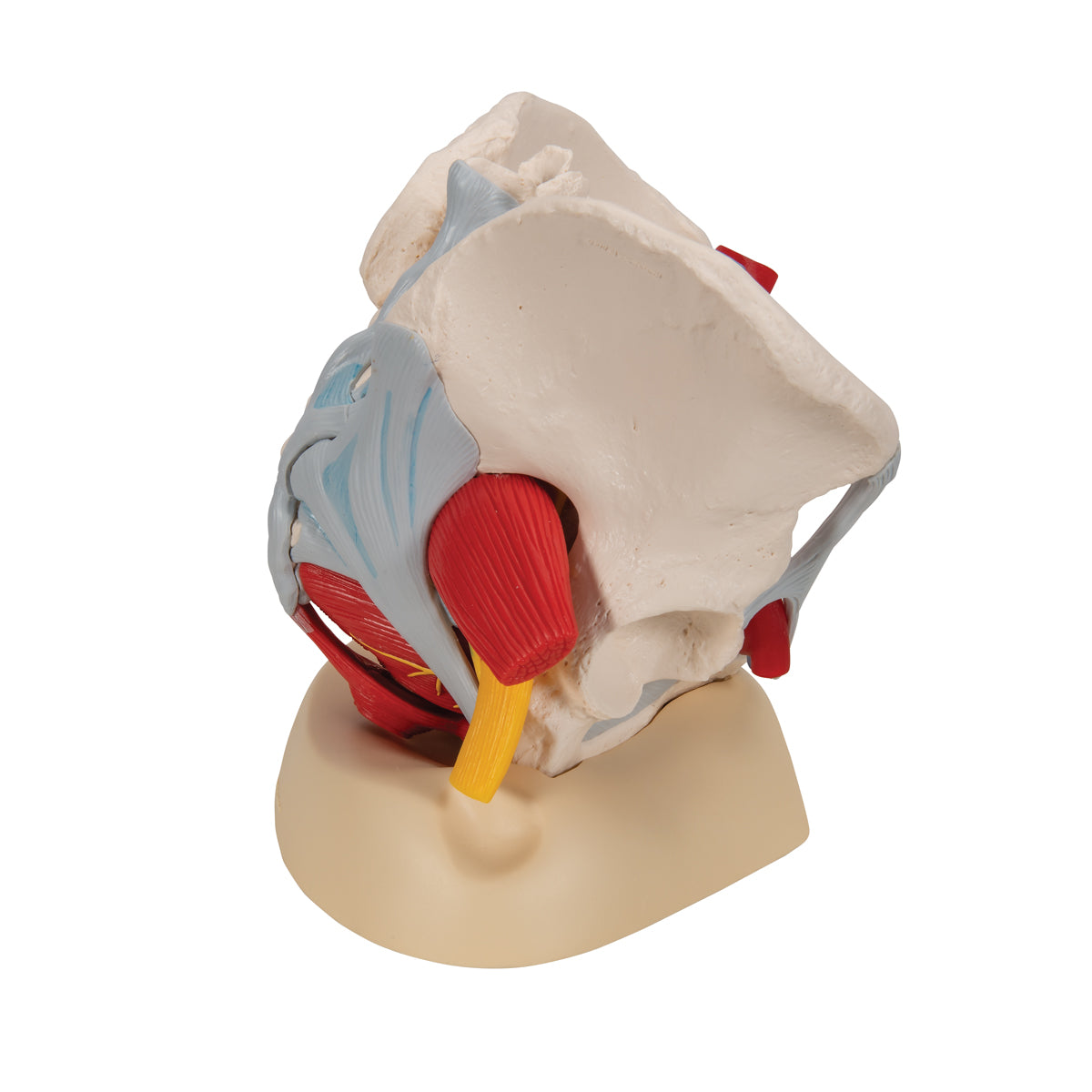 Human Female Pelvis Skeleton Model with Ligaments, Vessels, Nerves, Pelvic Floor Muscles & Organs, 6 part