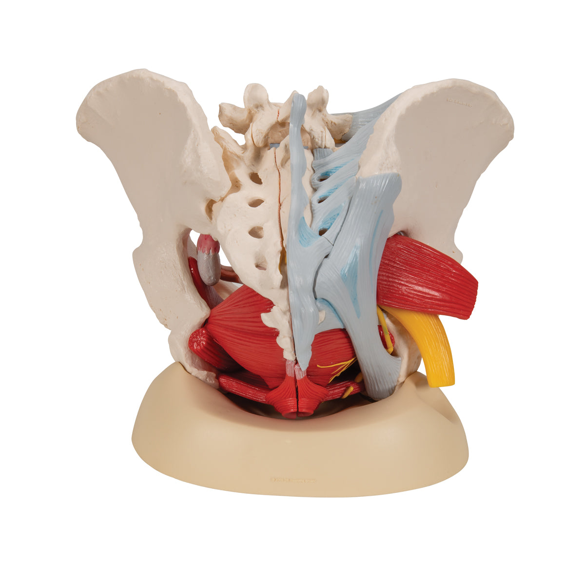 Human Female Pelvis Skeleton Model with Ligaments, Vessels, Nerves, Pelvic Floor Muscles & Organs, 6 part
