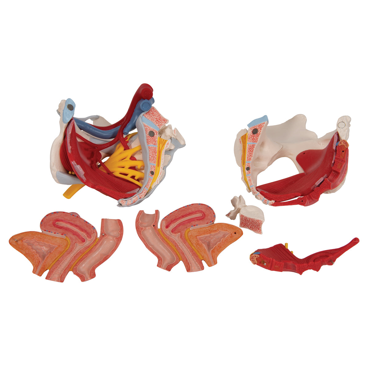 Human Female Pelvis Skeleton Model with Ligaments, Vessels, Nerves, Pelvic Floor Muscles & Organs, 6 part