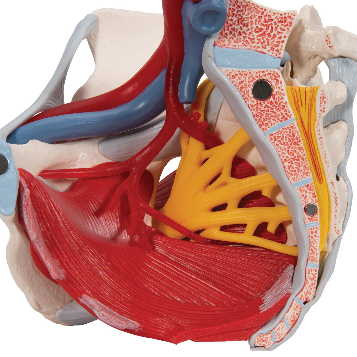 Human Female Pelvis Skeleton Model with Ligaments, Vessels, Nerves, Pelvic Floor Muscles & Organs, 6 part