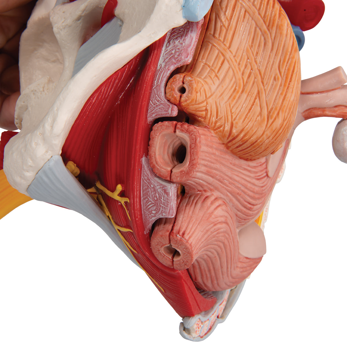 Human Female Pelvis Skeleton Model with Ligaments, Vessels, Nerves, Pelvic Floor Muscles & Organs, 6 part