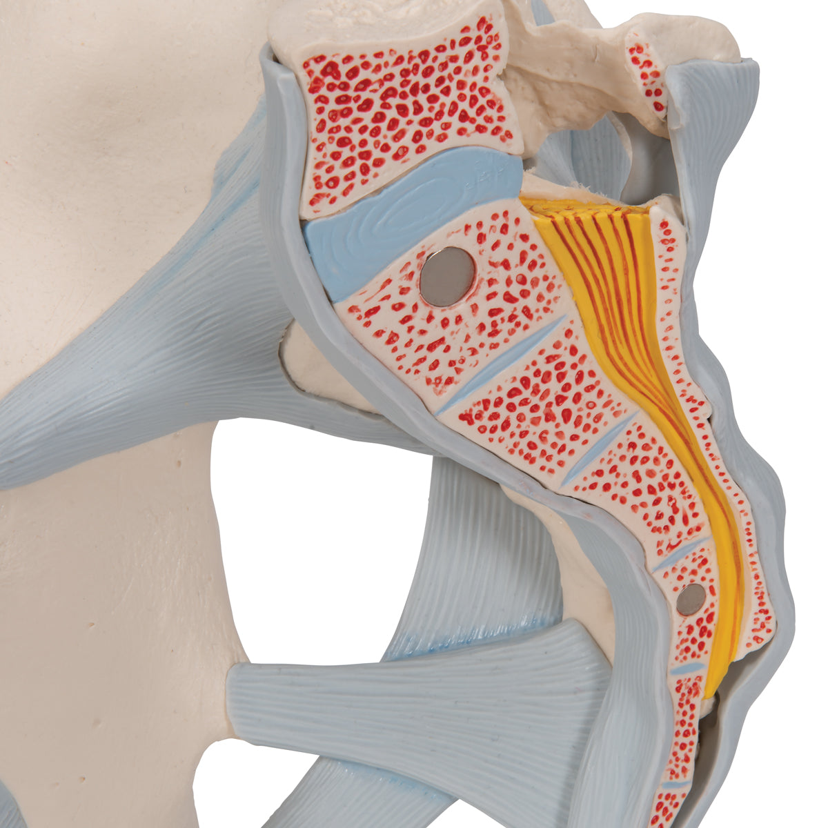 Human Male Pelvis Skeleton Model with Ligaments, 2 part