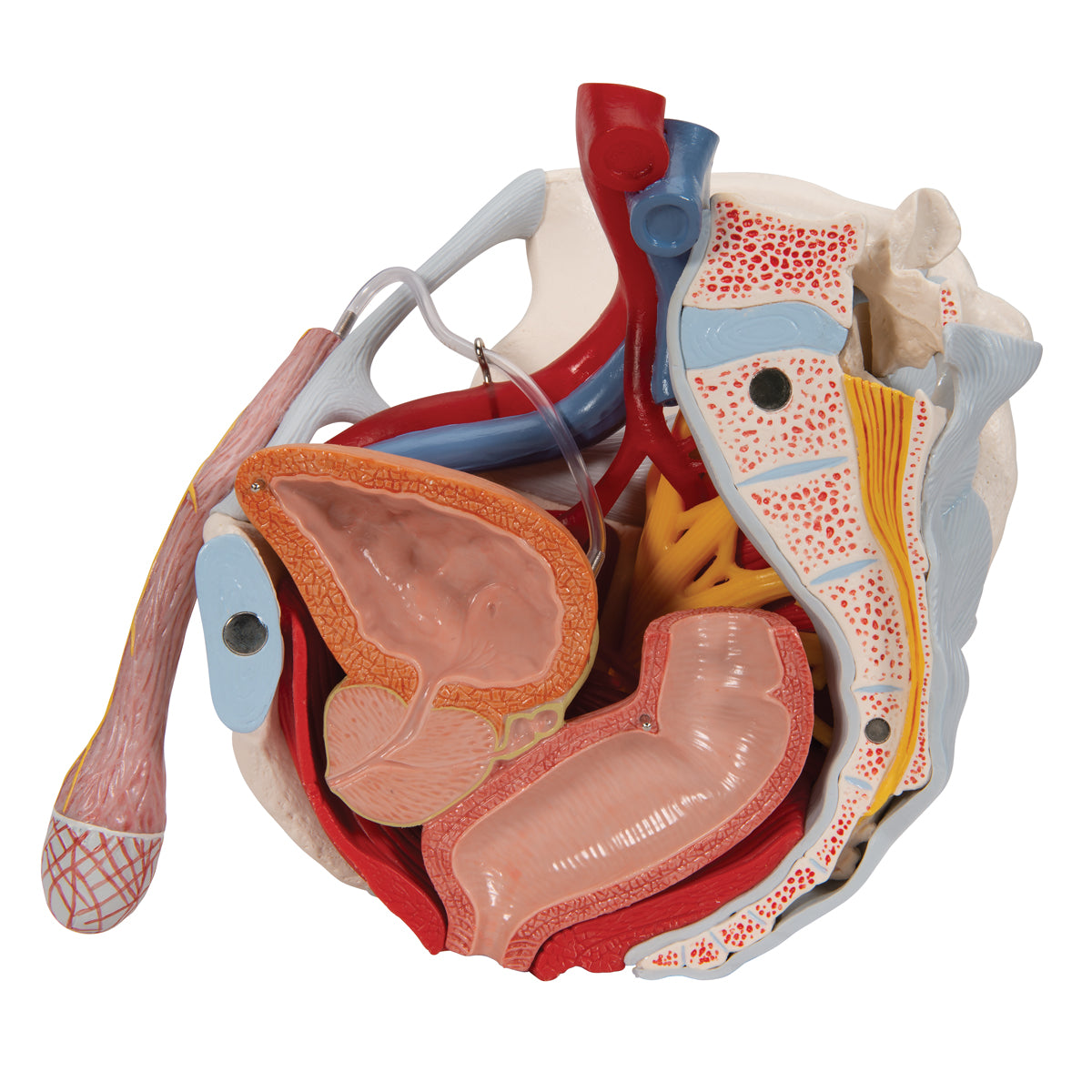 Male Pelvis Skeleton Model with Ligaments, Vessels, Nerves, Pelvic Floor Muscles & Organs, 7 part