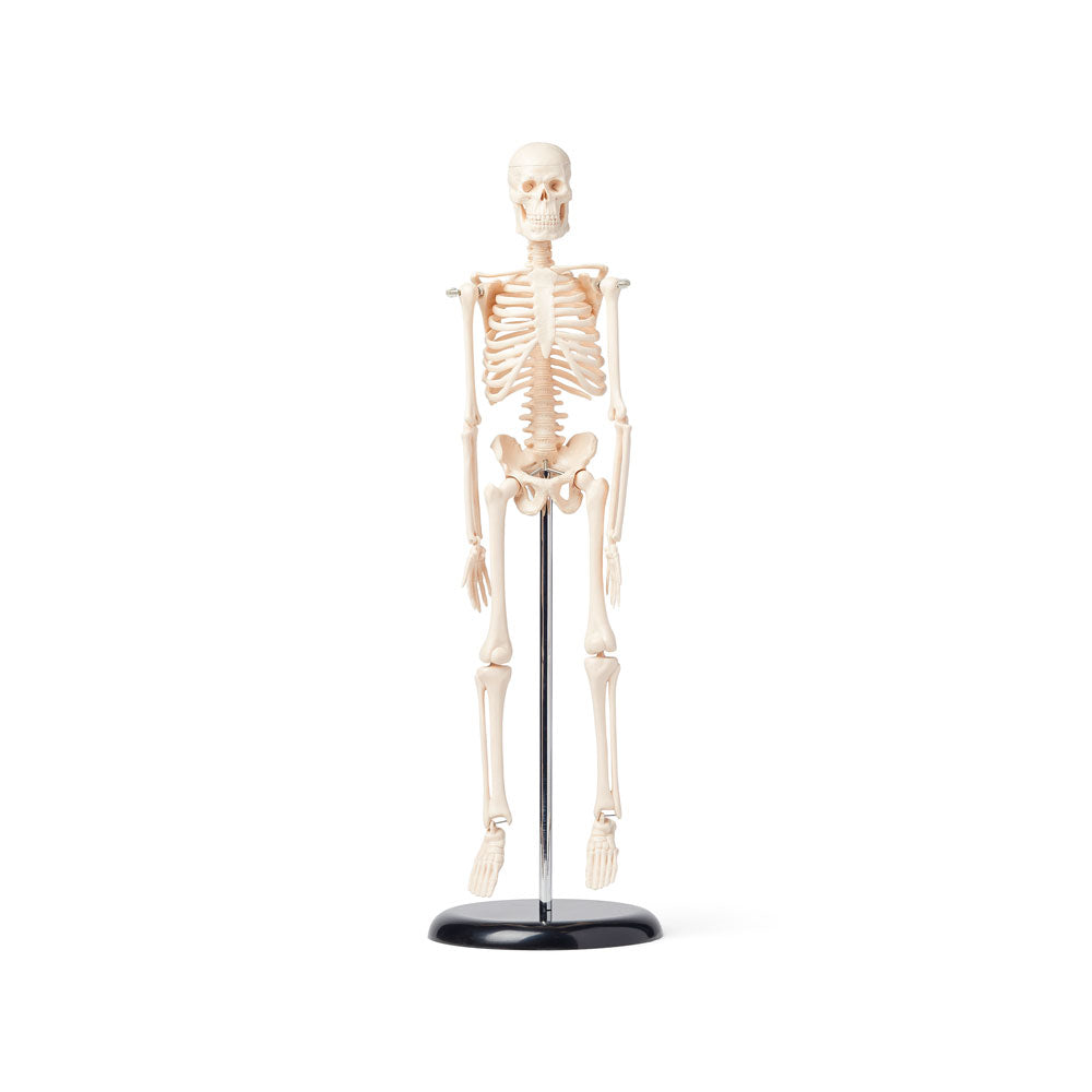 United Scientific® Human Skeleton Model, 42 cm