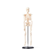 United Scientific® Human Skeleton Model, 42 cm