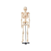 United Scientific® Human Skeleton Model, 85Cm