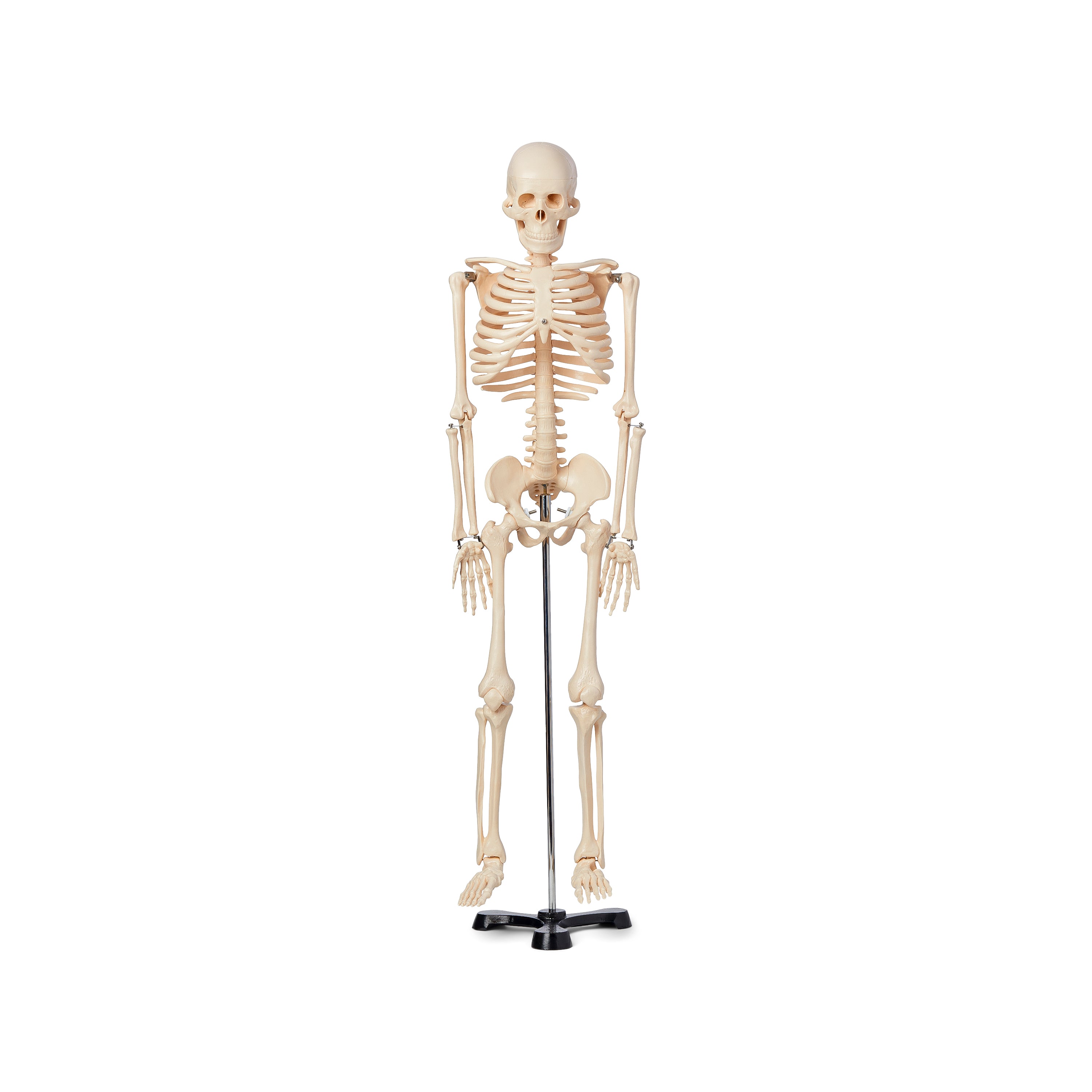 United Scientific® Human Skeleton Model, 85Cm