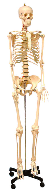 United Scientific® Human Skeleton Model, Life-Sized