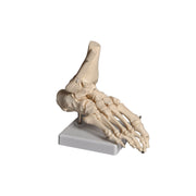 United Scientific® Human Foot Model