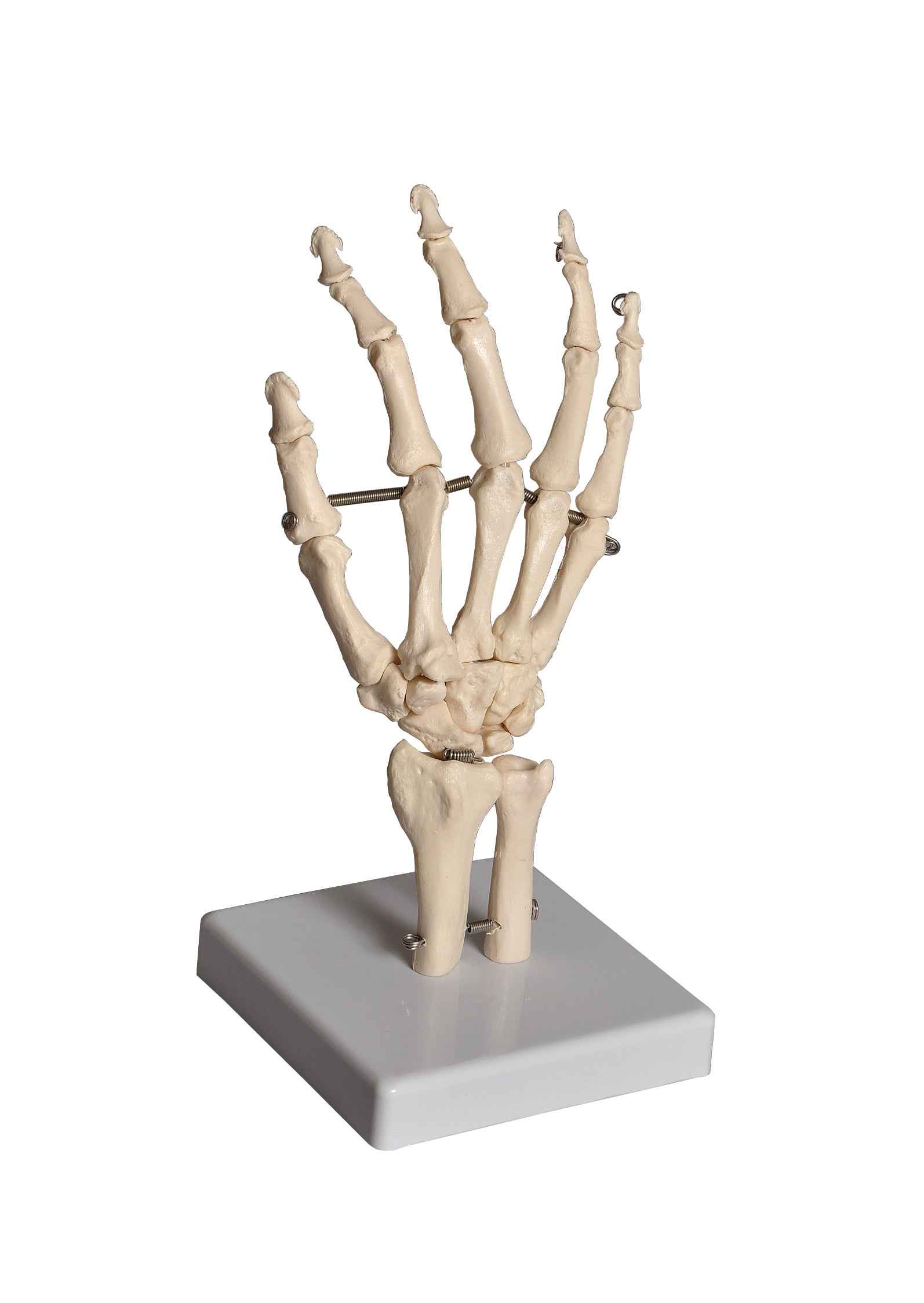 United Scientific® Human Hand Model