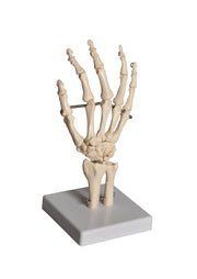 United Scientific® Human Hand Model