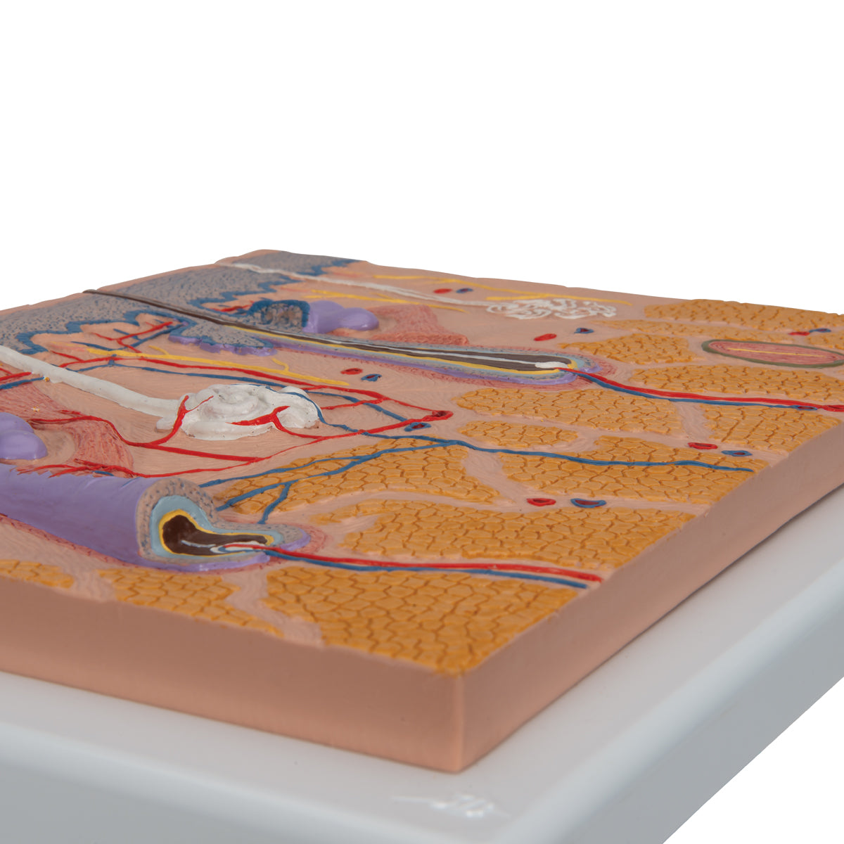 Human Skin Section Model, 70 times Full-Size