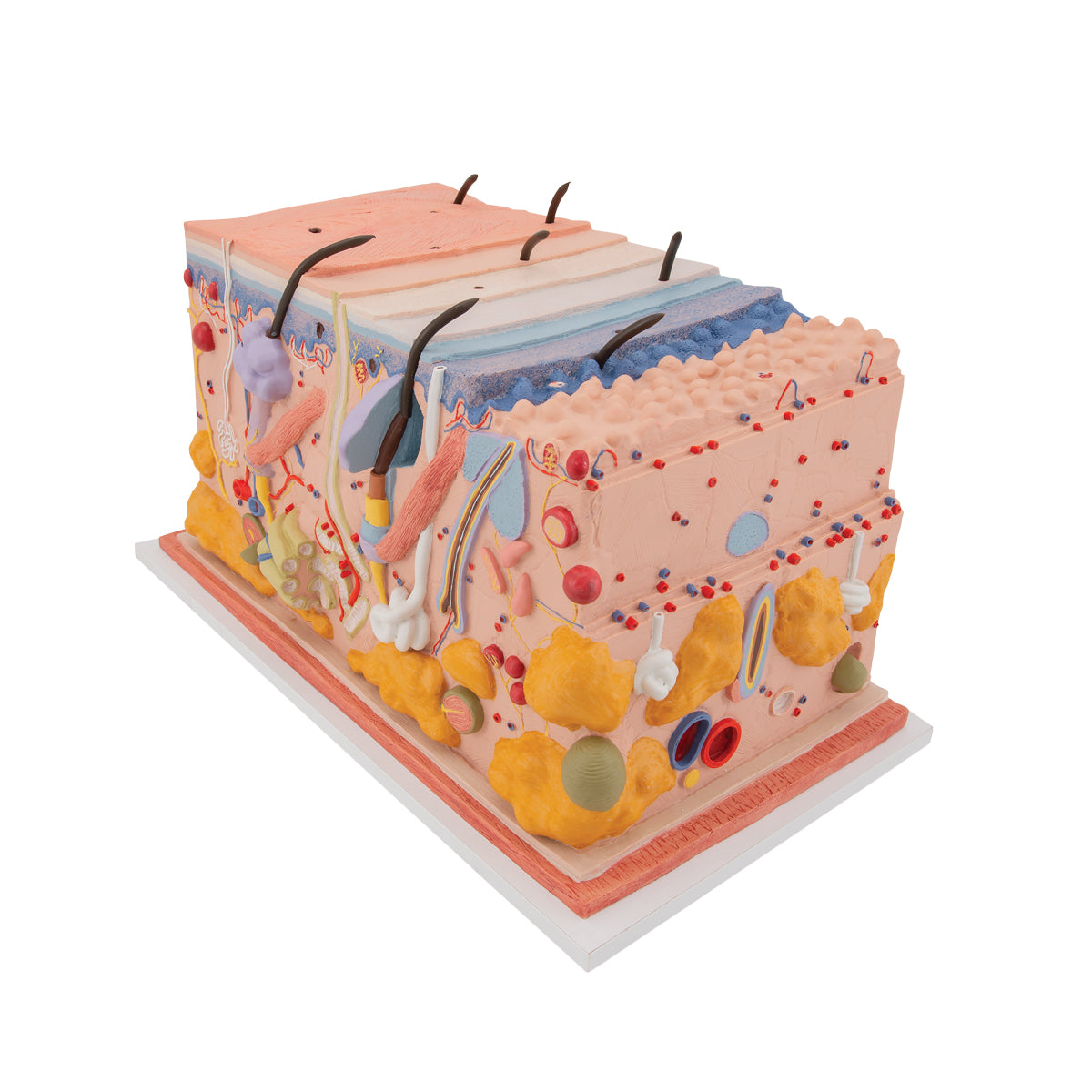 Human Skin Section Model, 70 times Full-Size