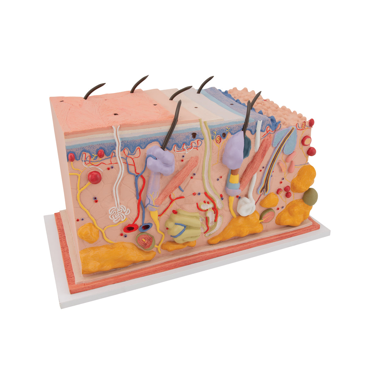 Human Skin Section Model, 70 times Full-Size