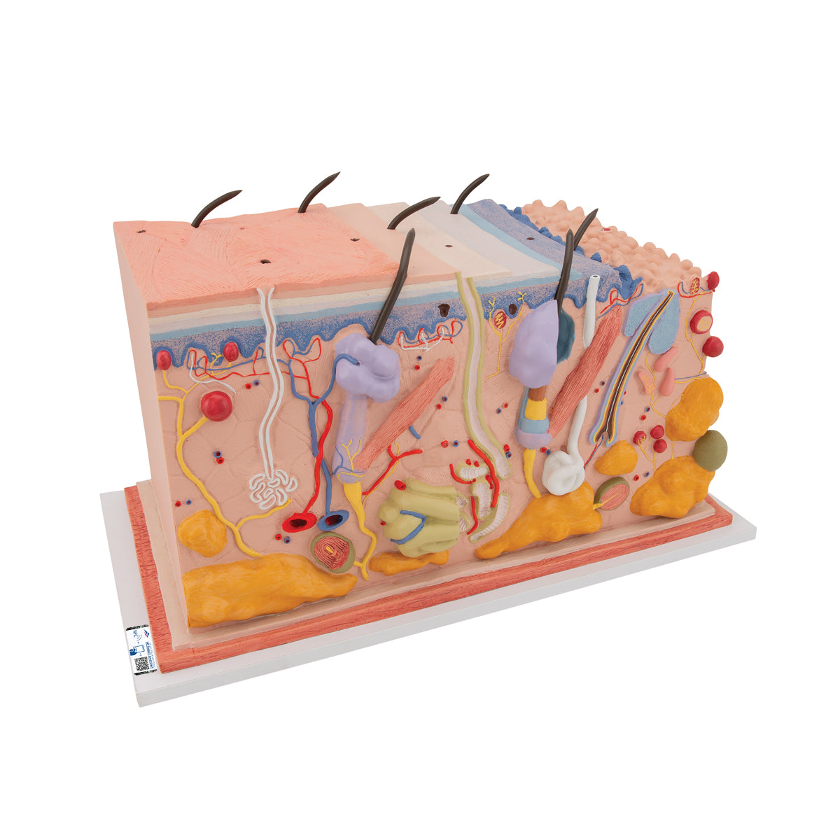 Human Skin Section Model, 70 times Full-Size