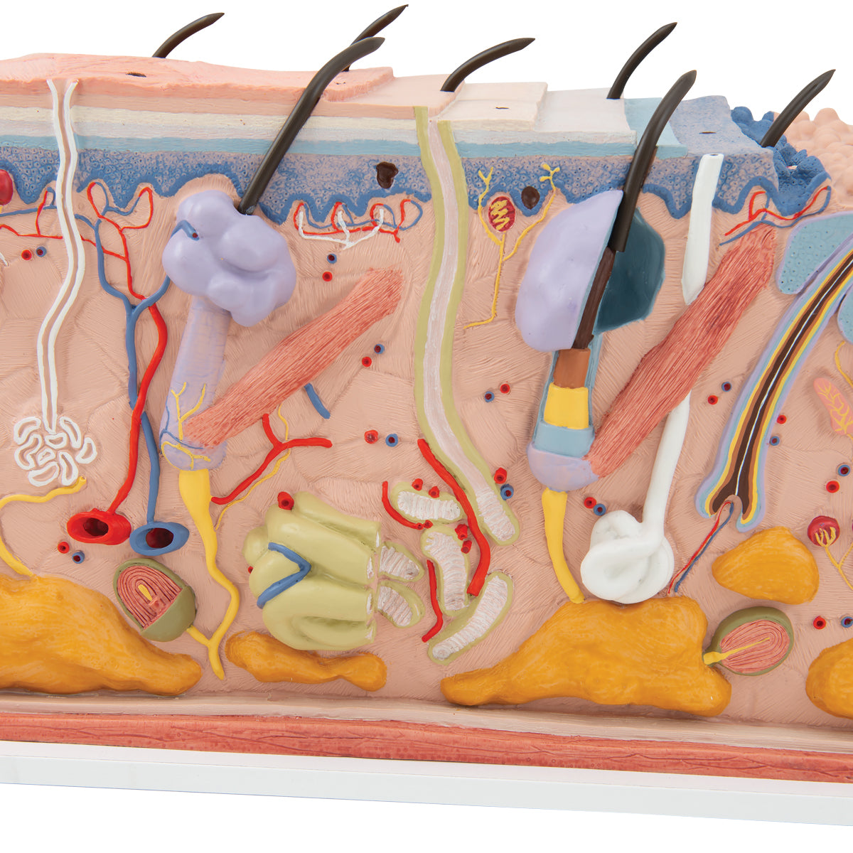 Human Skin Section Model, 70 times Full-Size