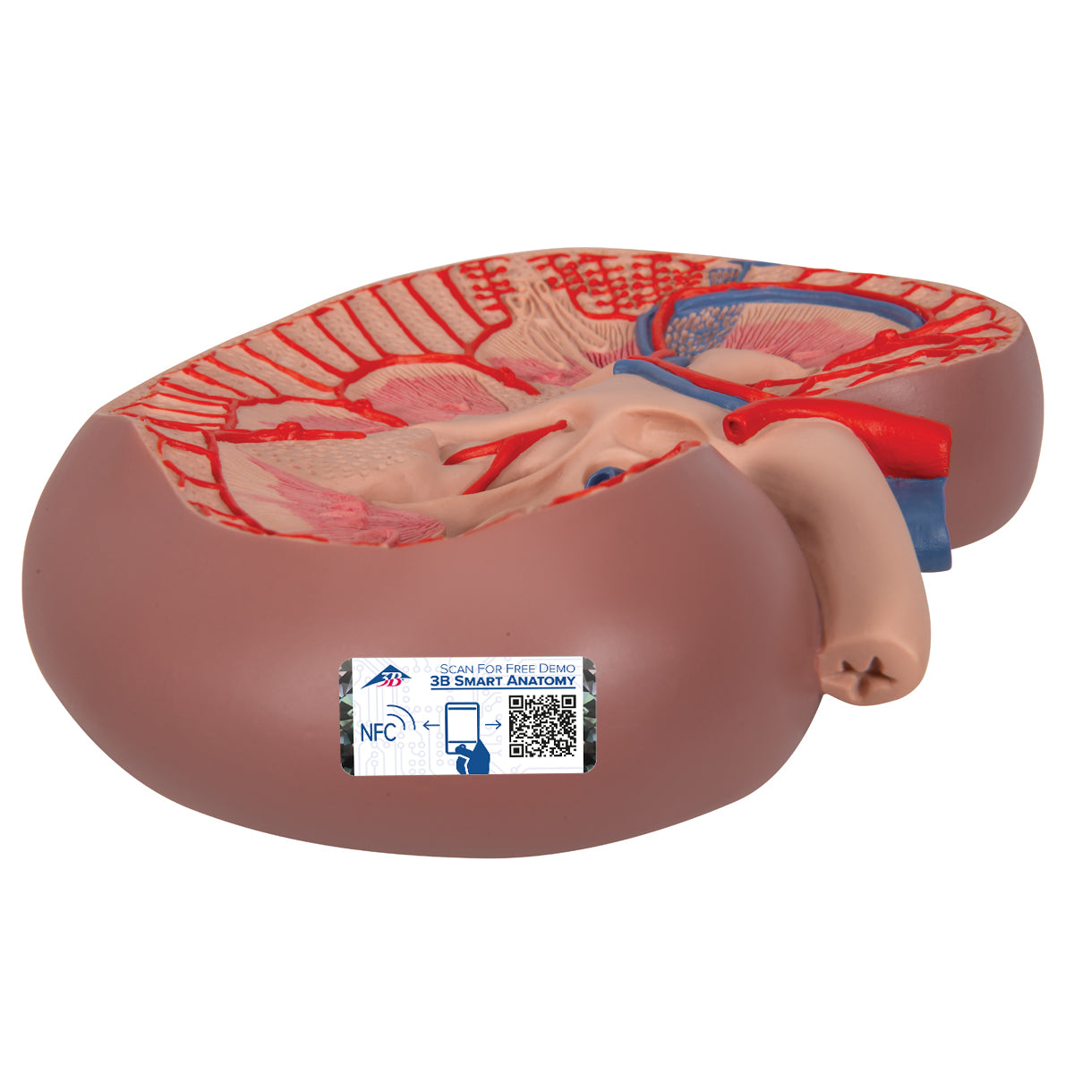 Basic Kidney Section Model, 3 times Full-Size