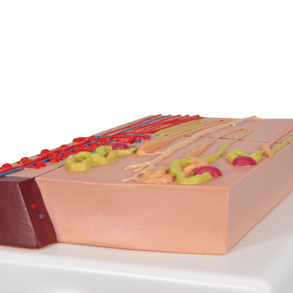 Nephrons and Blood Vessels Model, 120 times Full-Size