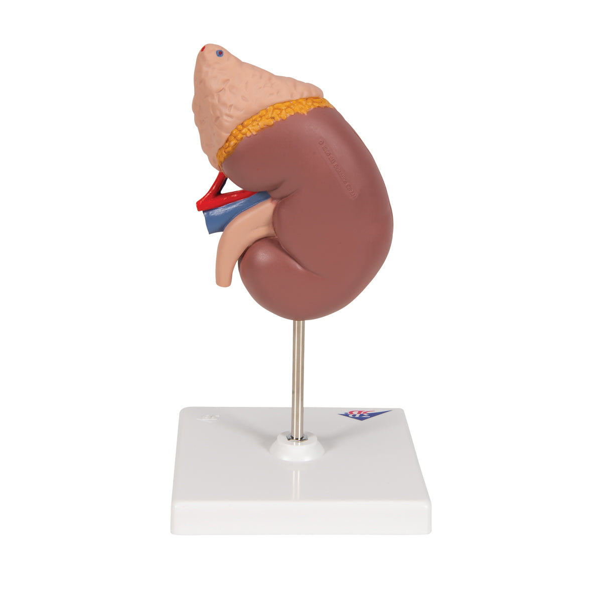 Kidney Model with Adrenal Gland, 2 part