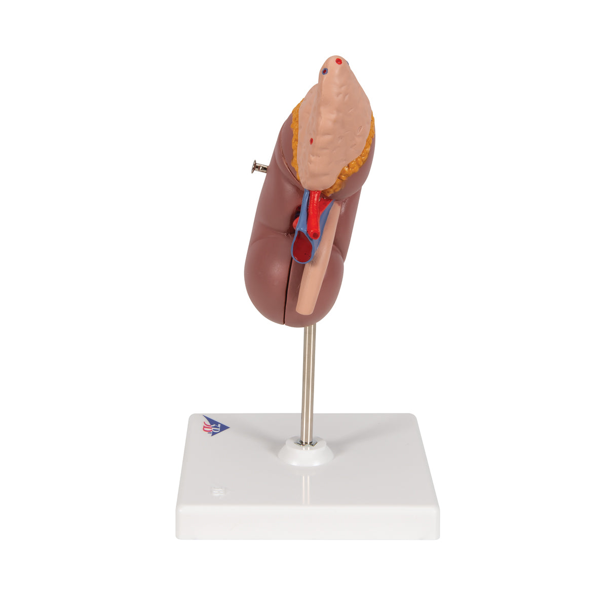 Kidney Model with Adrenal Gland, 2 part