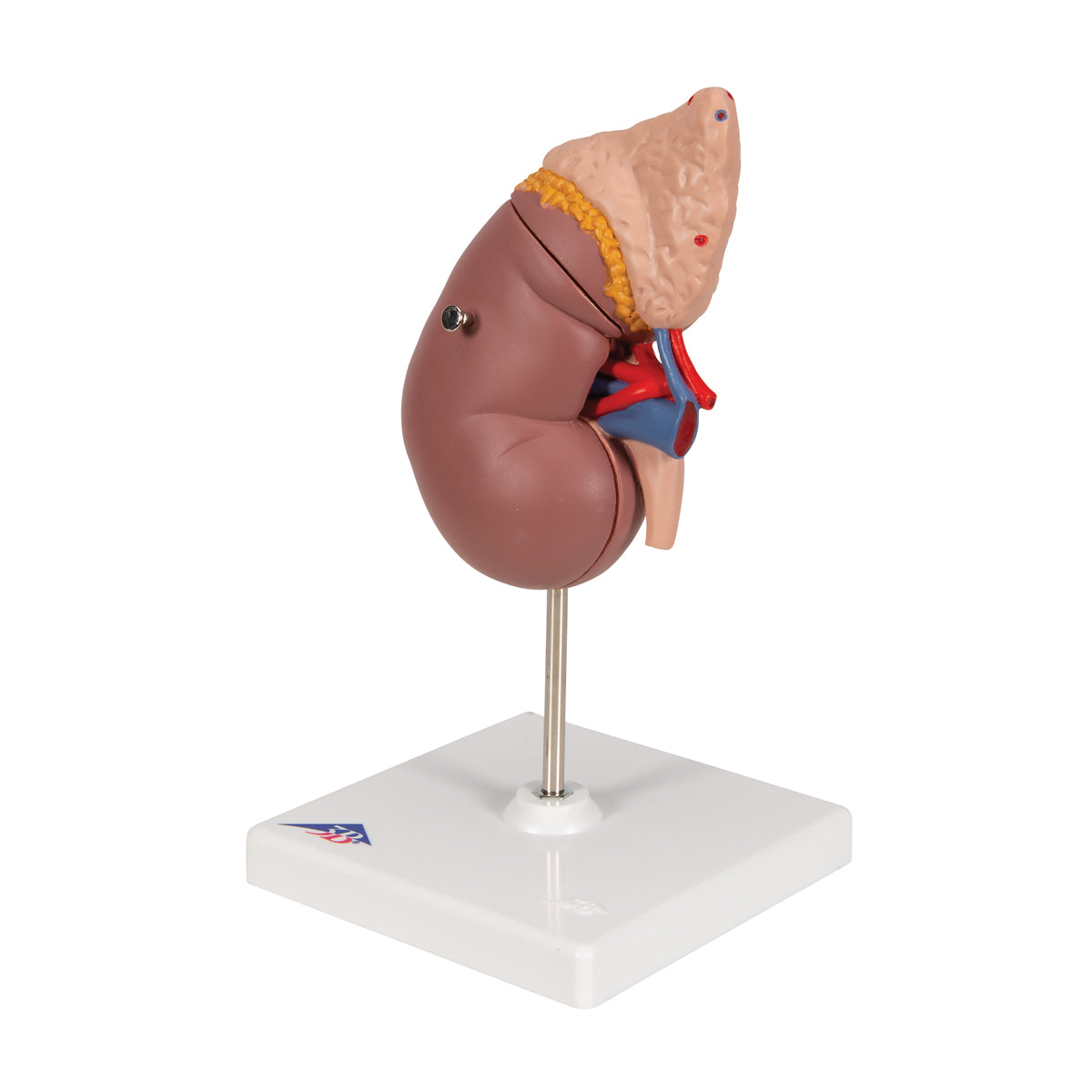 Kidney Model with Adrenal Gland, 2 part