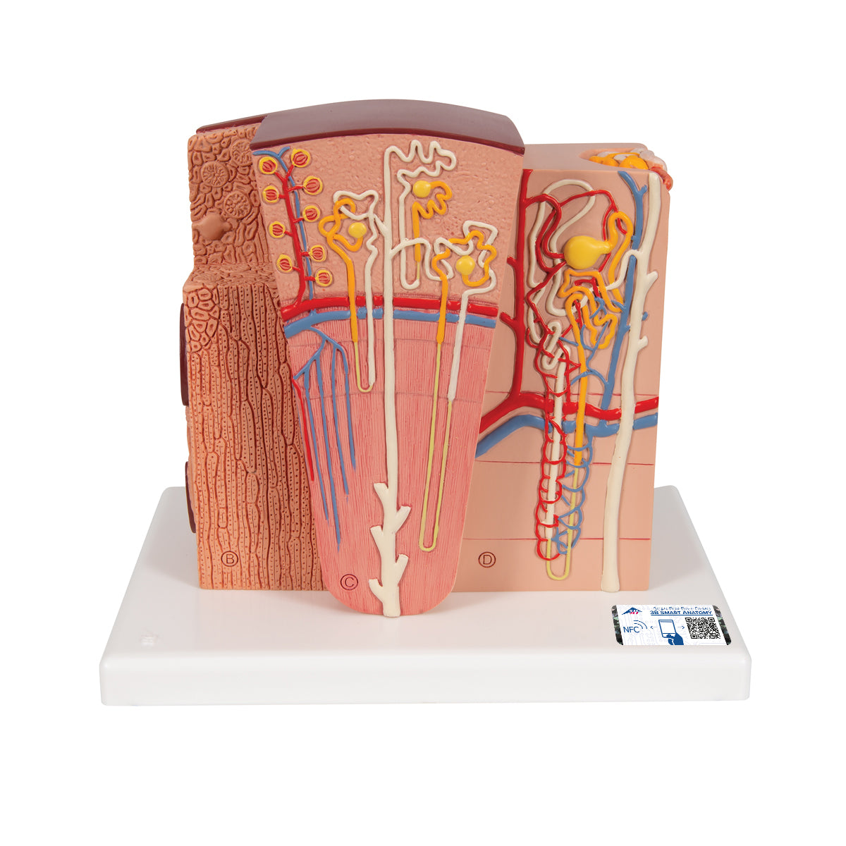 3B MICROanatomy Kidney Model