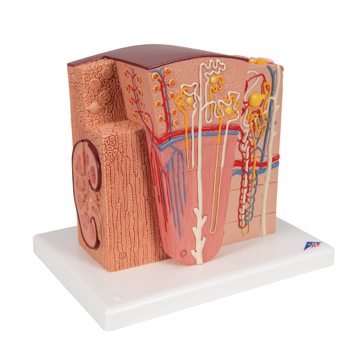 3B MICROanatomy Kidney Model