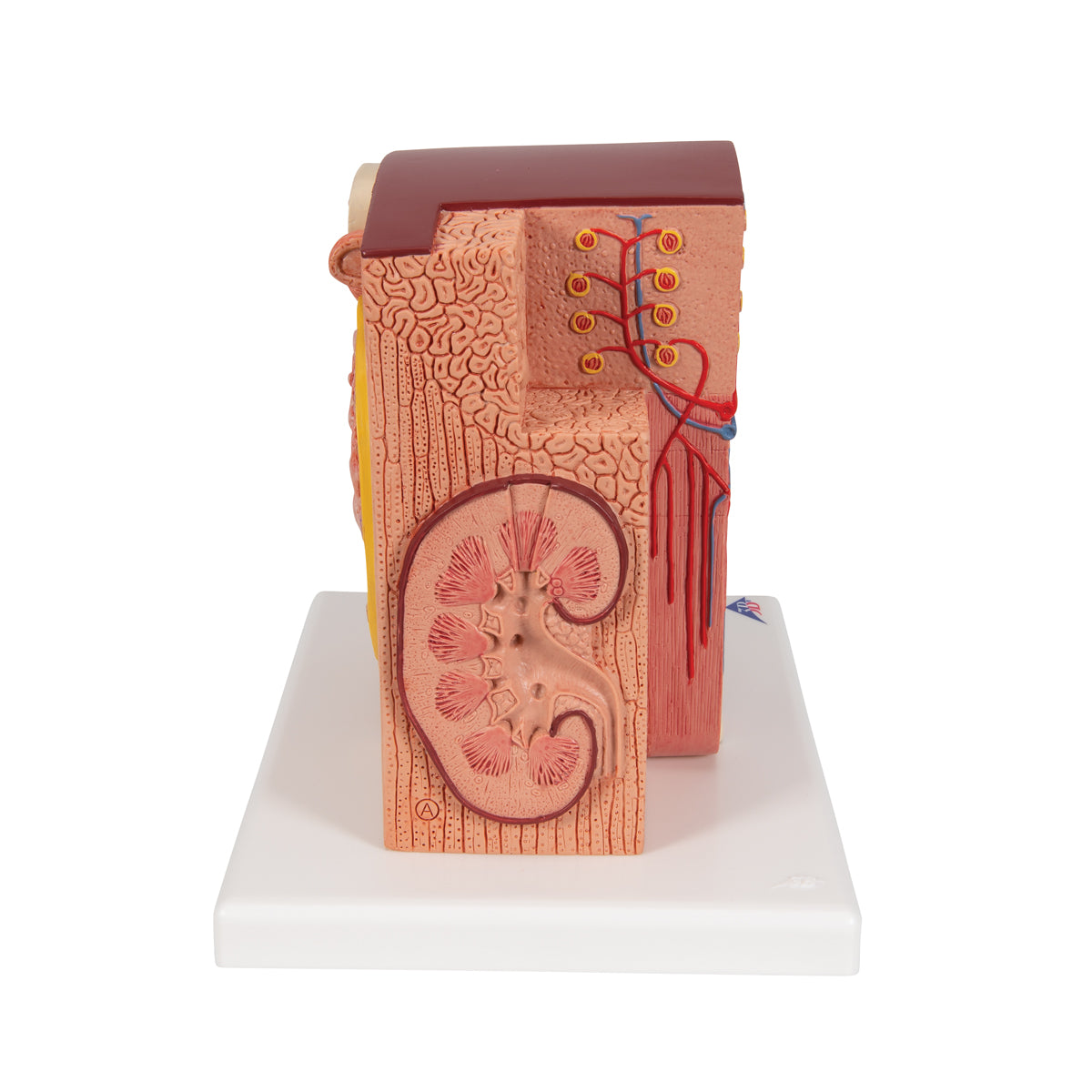 3B MICROanatomy Kidney Model