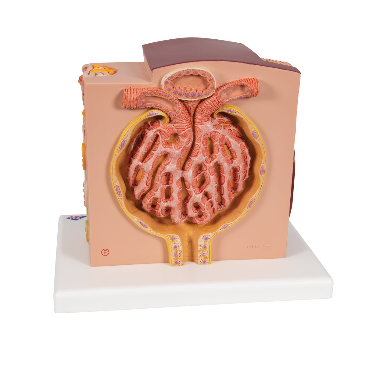 3B MICROanatomy Kidney Model