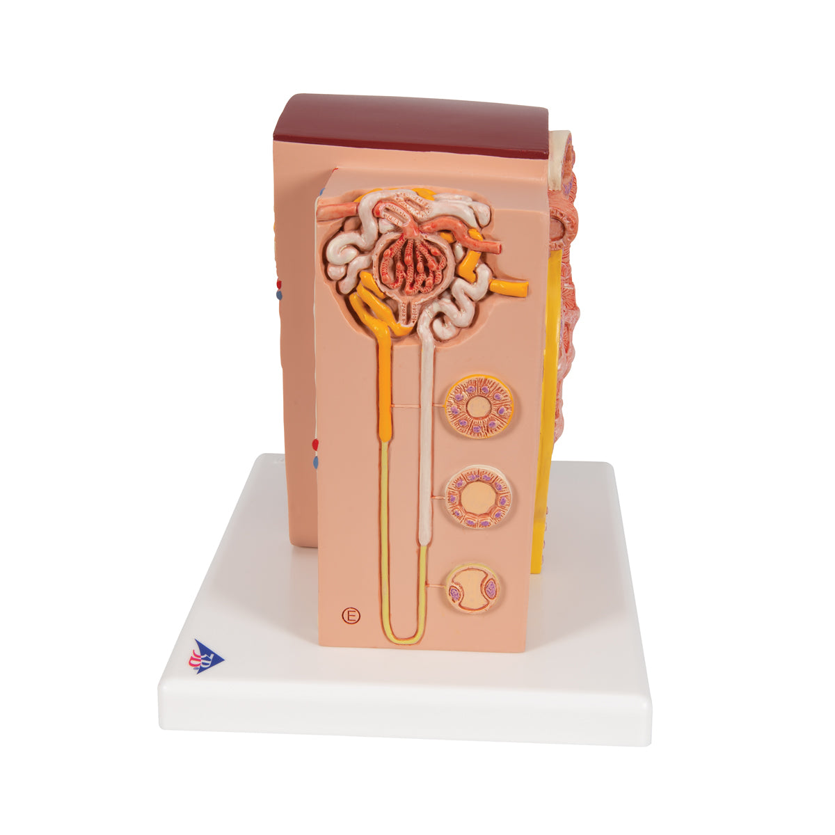 3B MICROanatomy Kidney Model