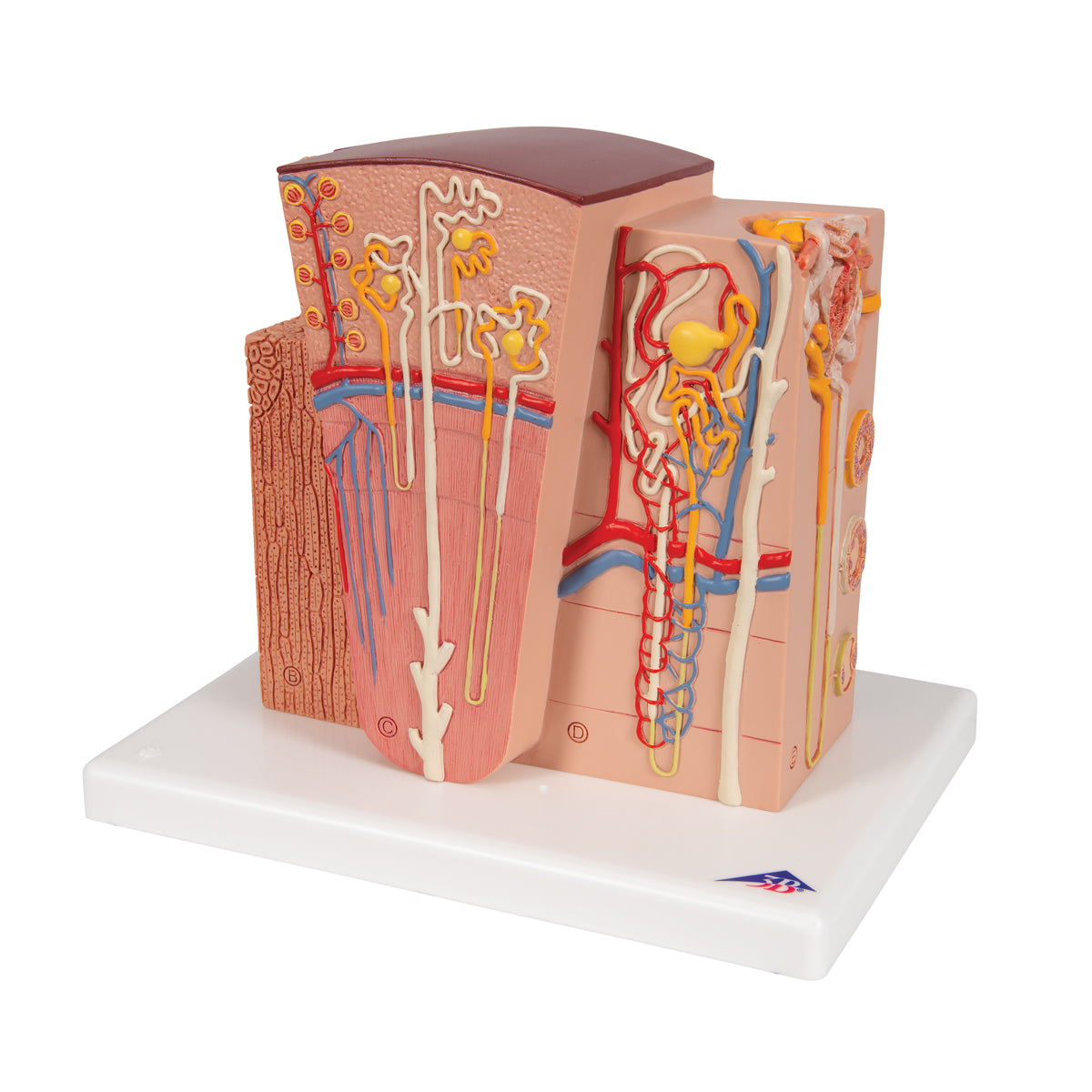 3B MICROanatomy Kidney Model