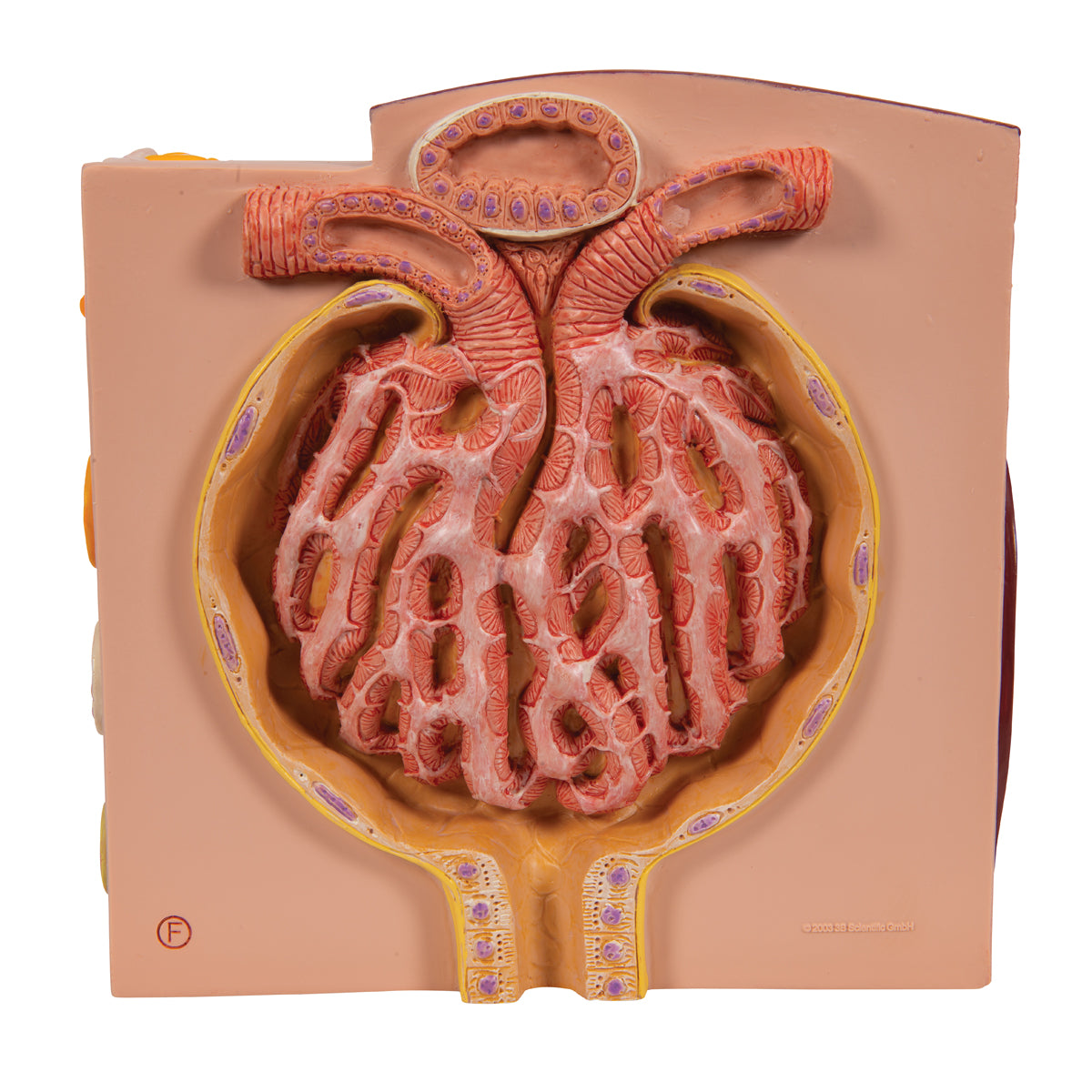 3B MICROanatomy Kidney Model