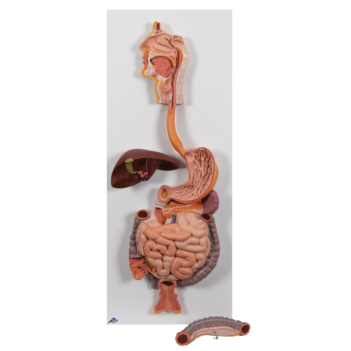 Human Digestive System Model, 2 part