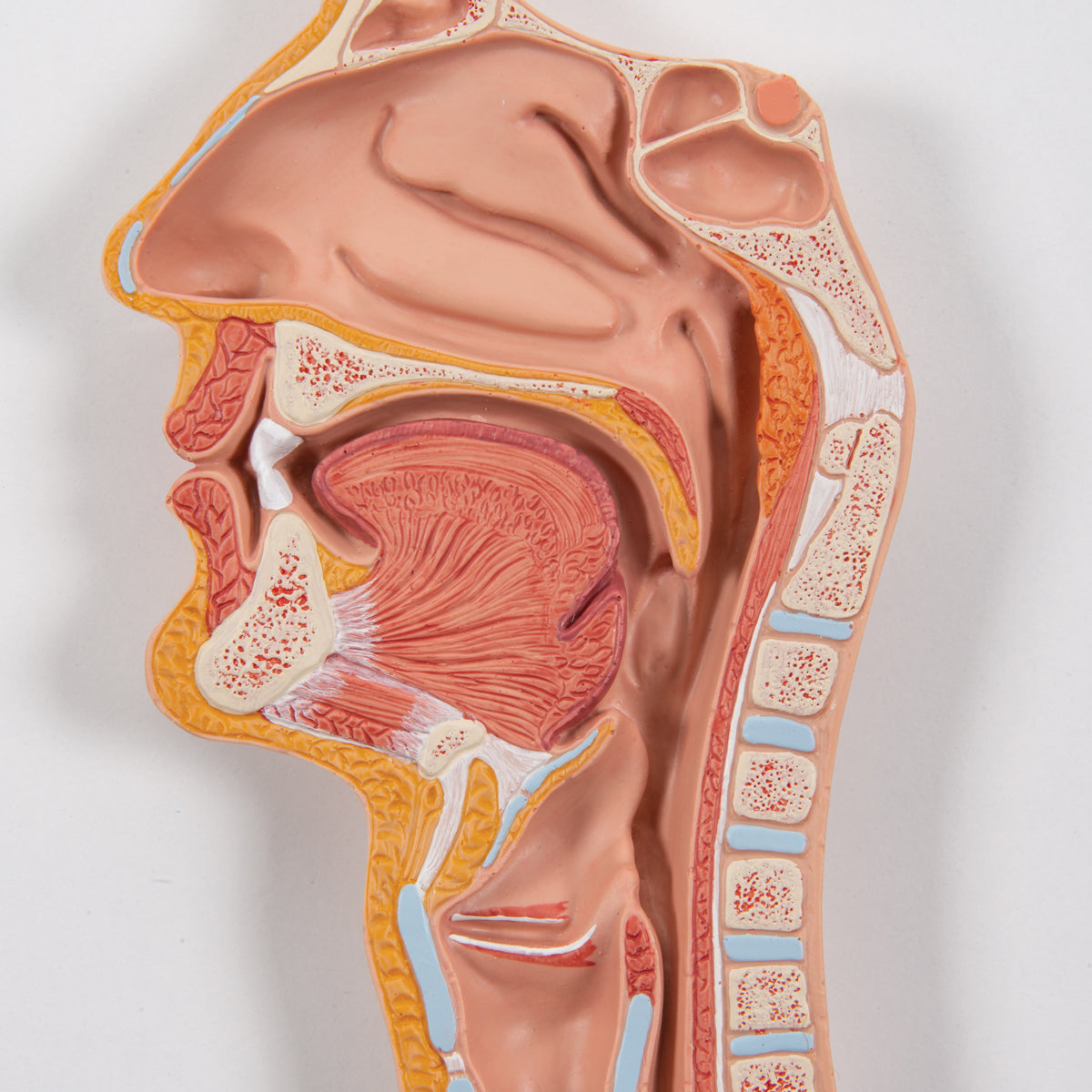 Human Digestive System Model, 2 part
