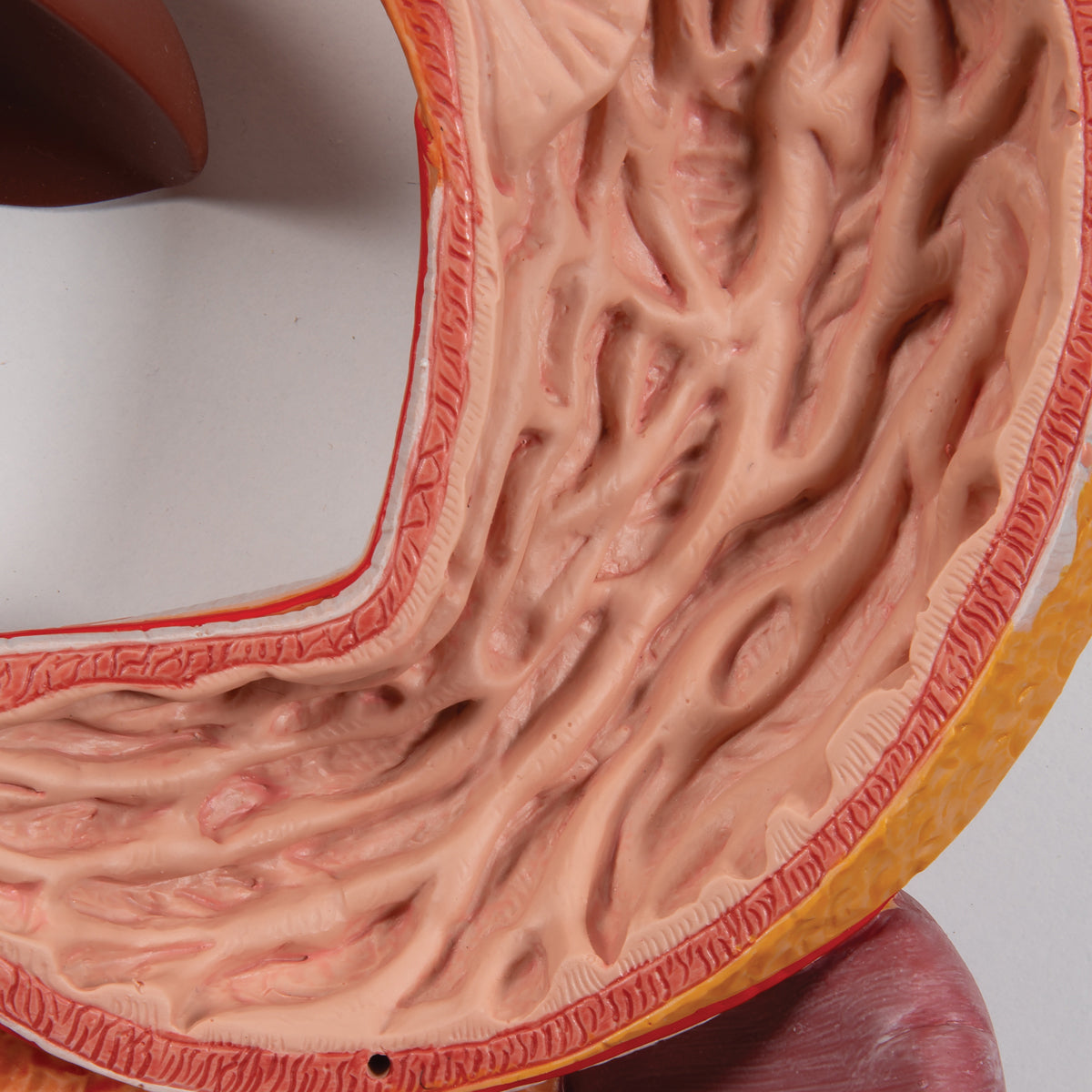 Human Digestive System Model, 2 part
