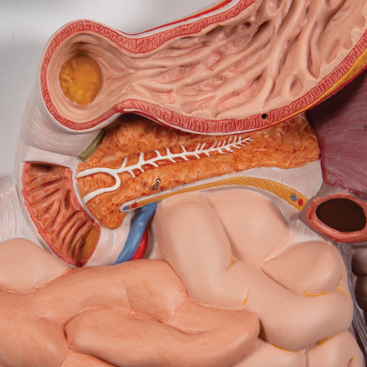Human Digestive System Model, 2 part