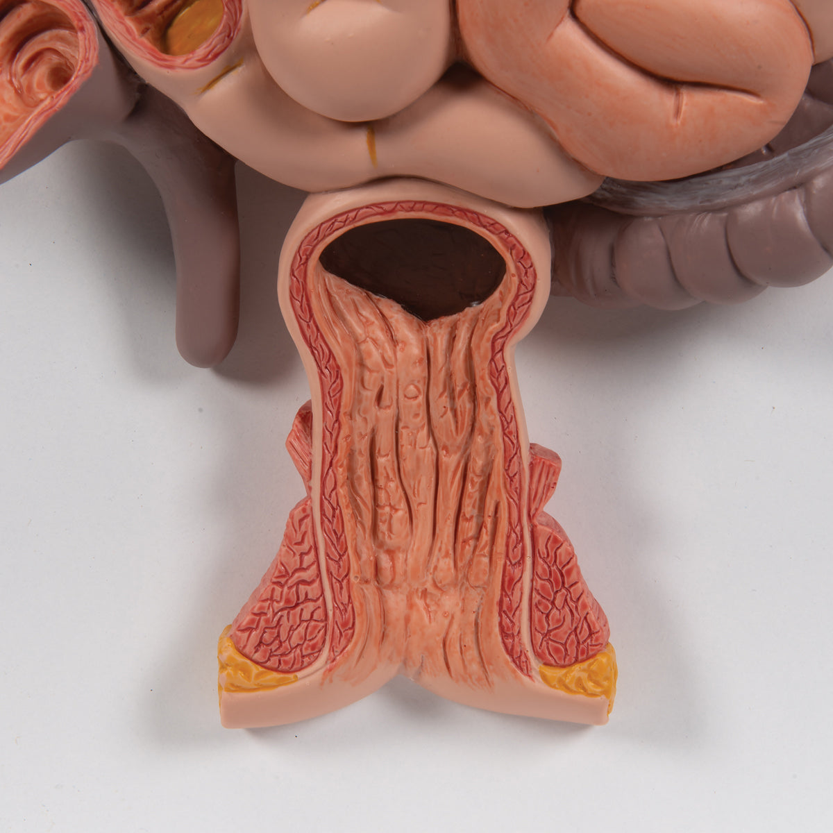 Human Digestive System Model, 2 part