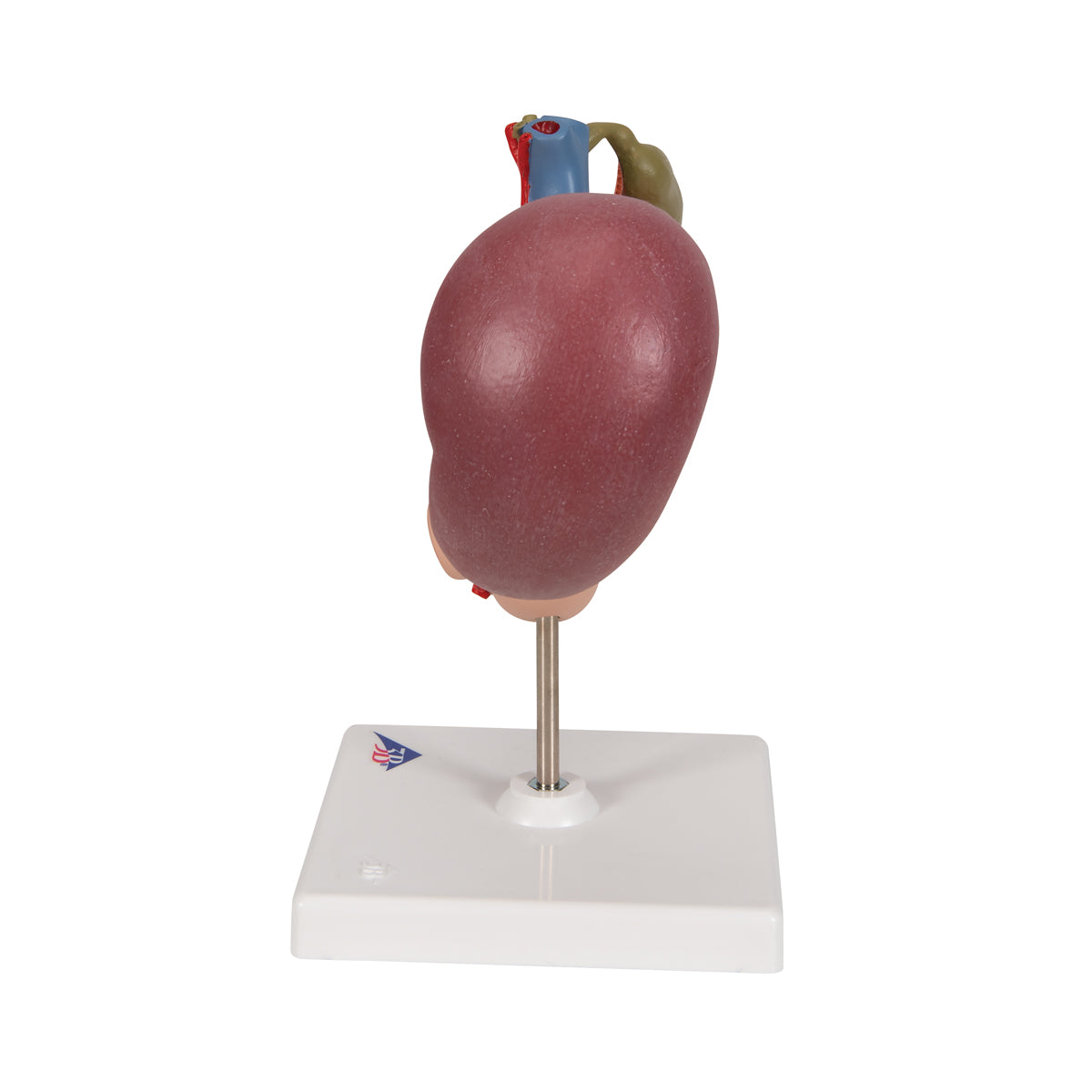 Life-Size Model of Rear Organs of Upper Abdomen