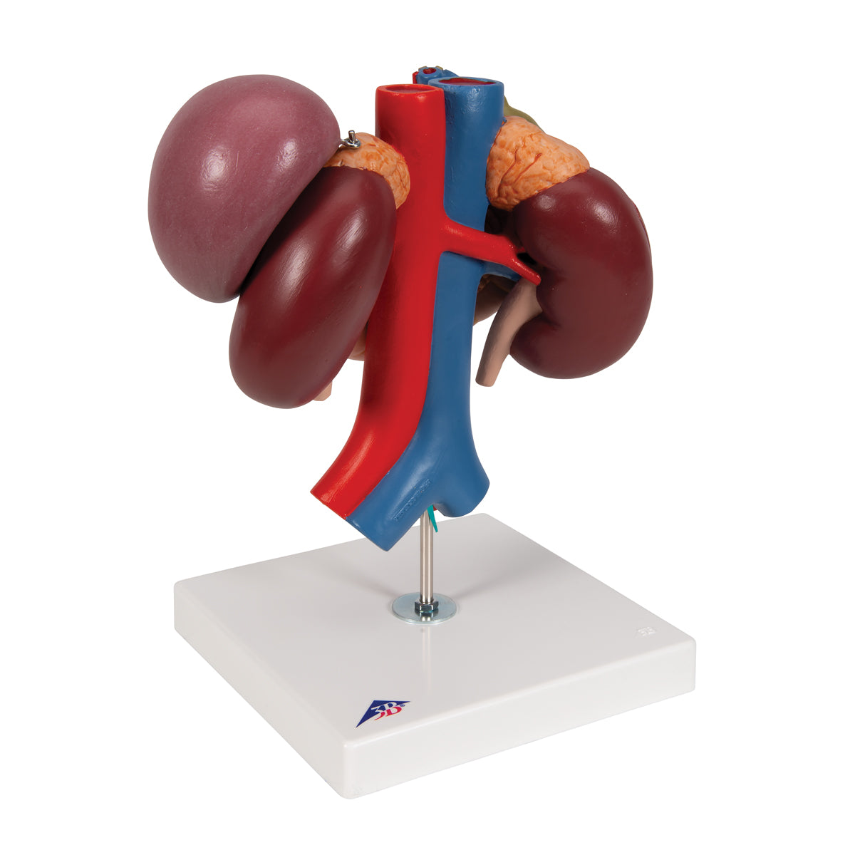 Human Kidneys Model with Rear Organs of Upper Abdomen, 3 part
