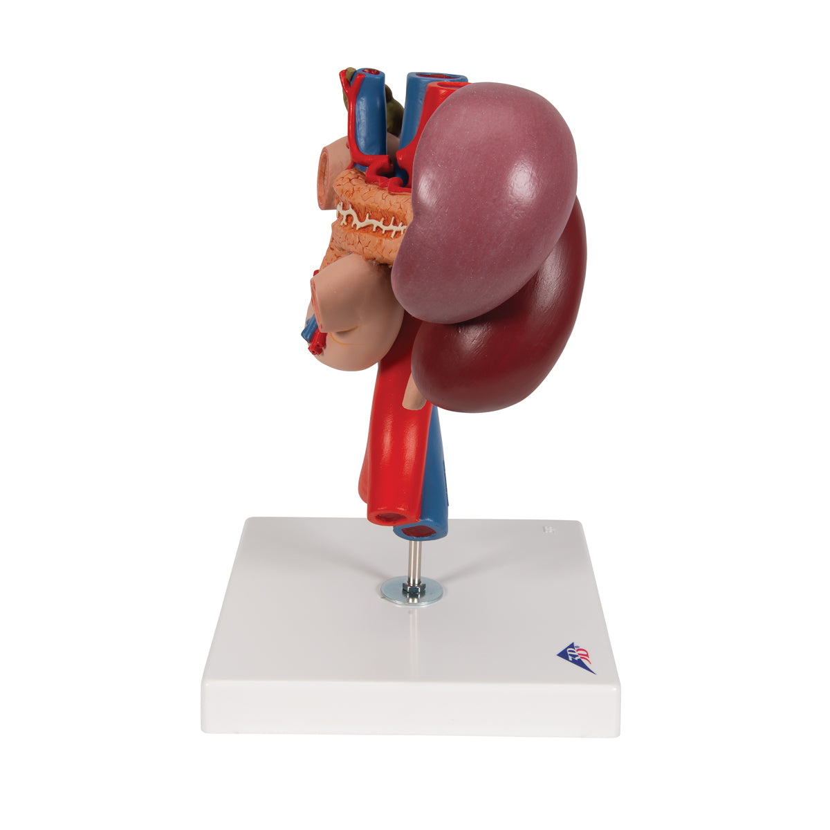 Human Kidneys Model with Rear Organs of Upper Abdomen, 3 part