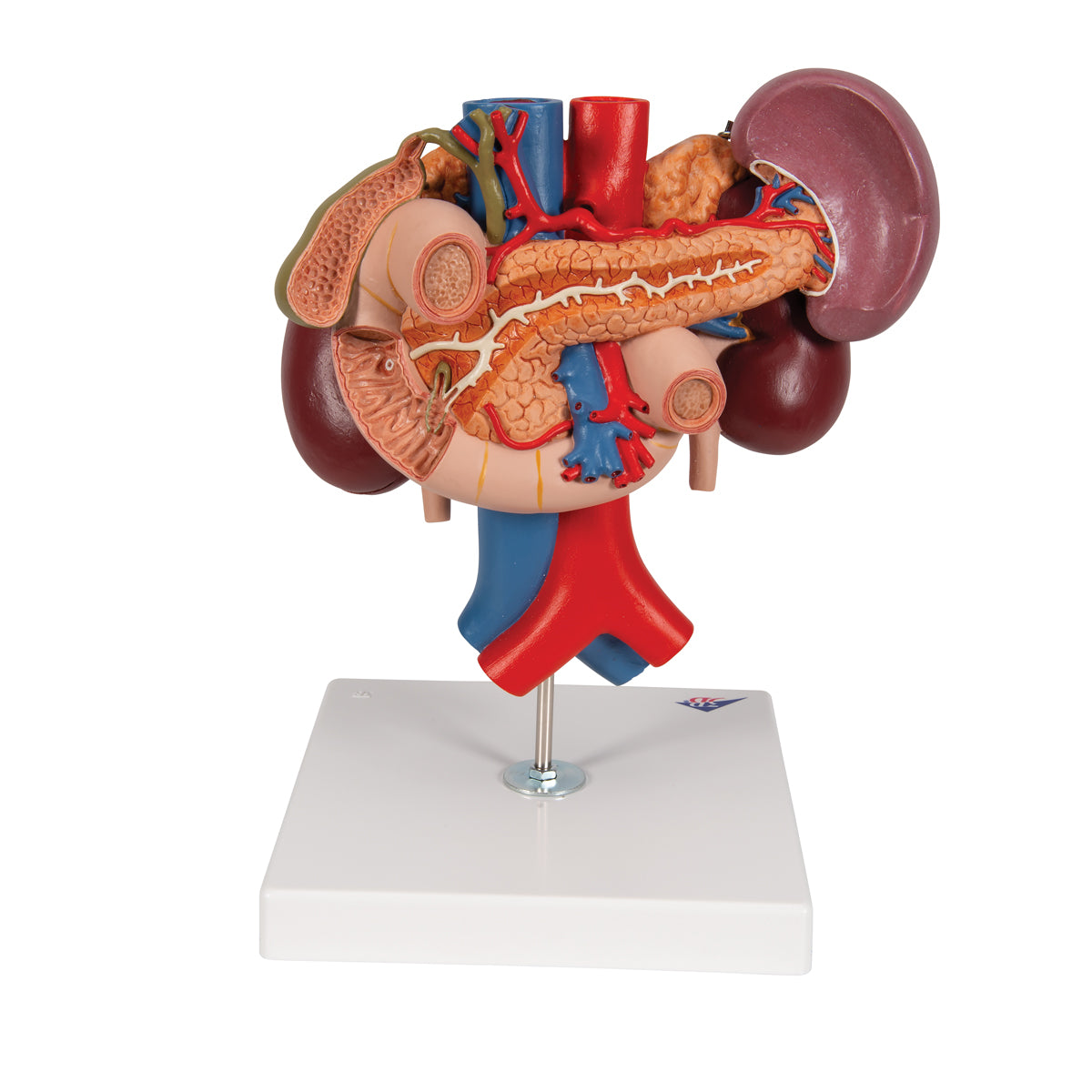 Human Kidneys Model with Rear Organs of Upper Abdomen, 3 part