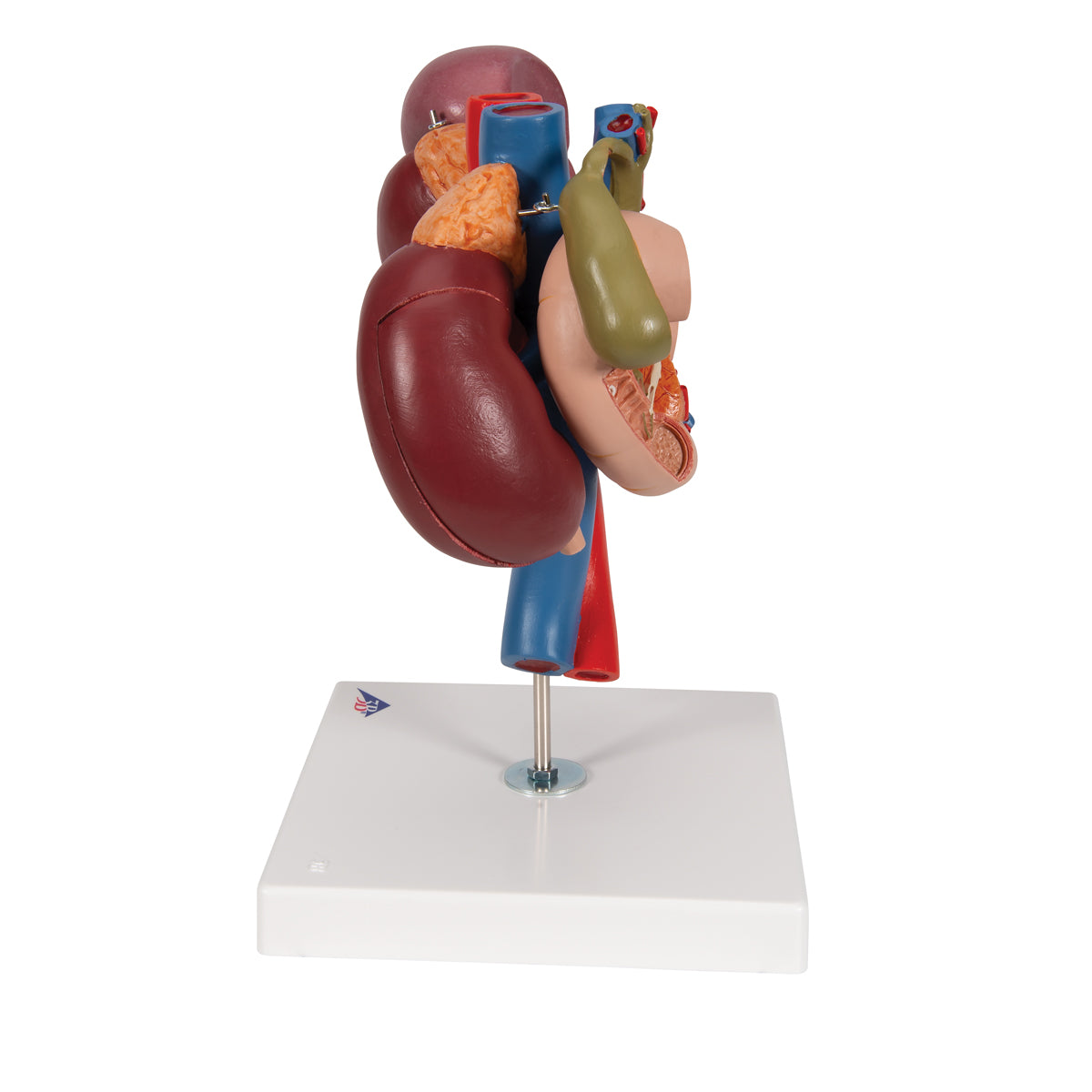 Human Kidneys Model with Rear Organs of Upper Abdomen, 3 part