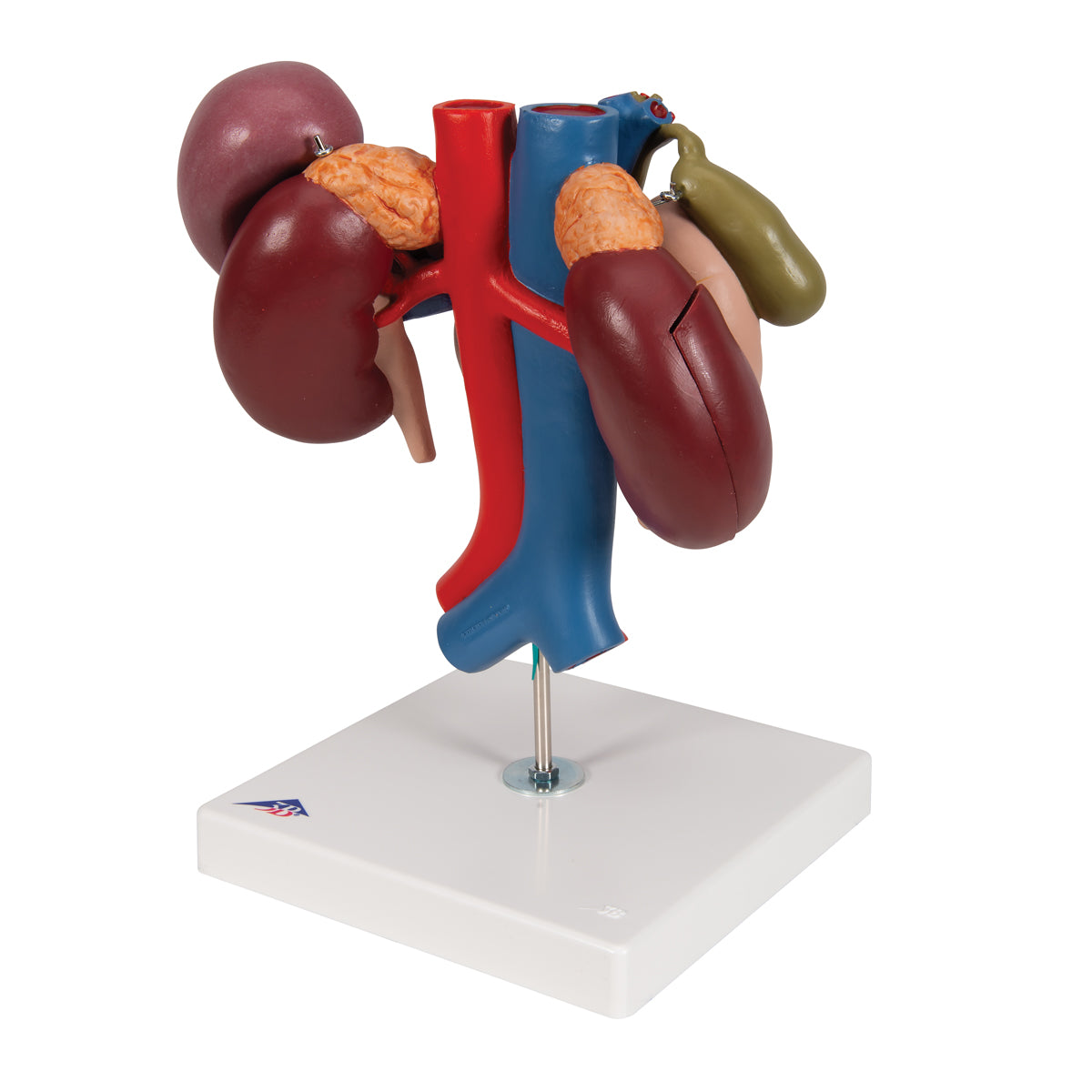 Human Kidneys Model with Rear Organs of Upper Abdomen, 3 part