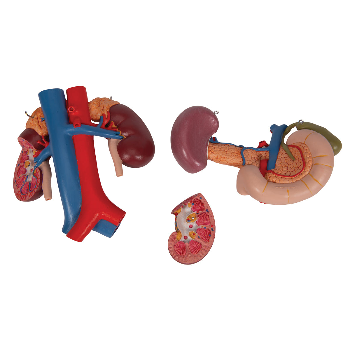Human Kidneys Model with Rear Organs of Upper Abdomen, 3 part
