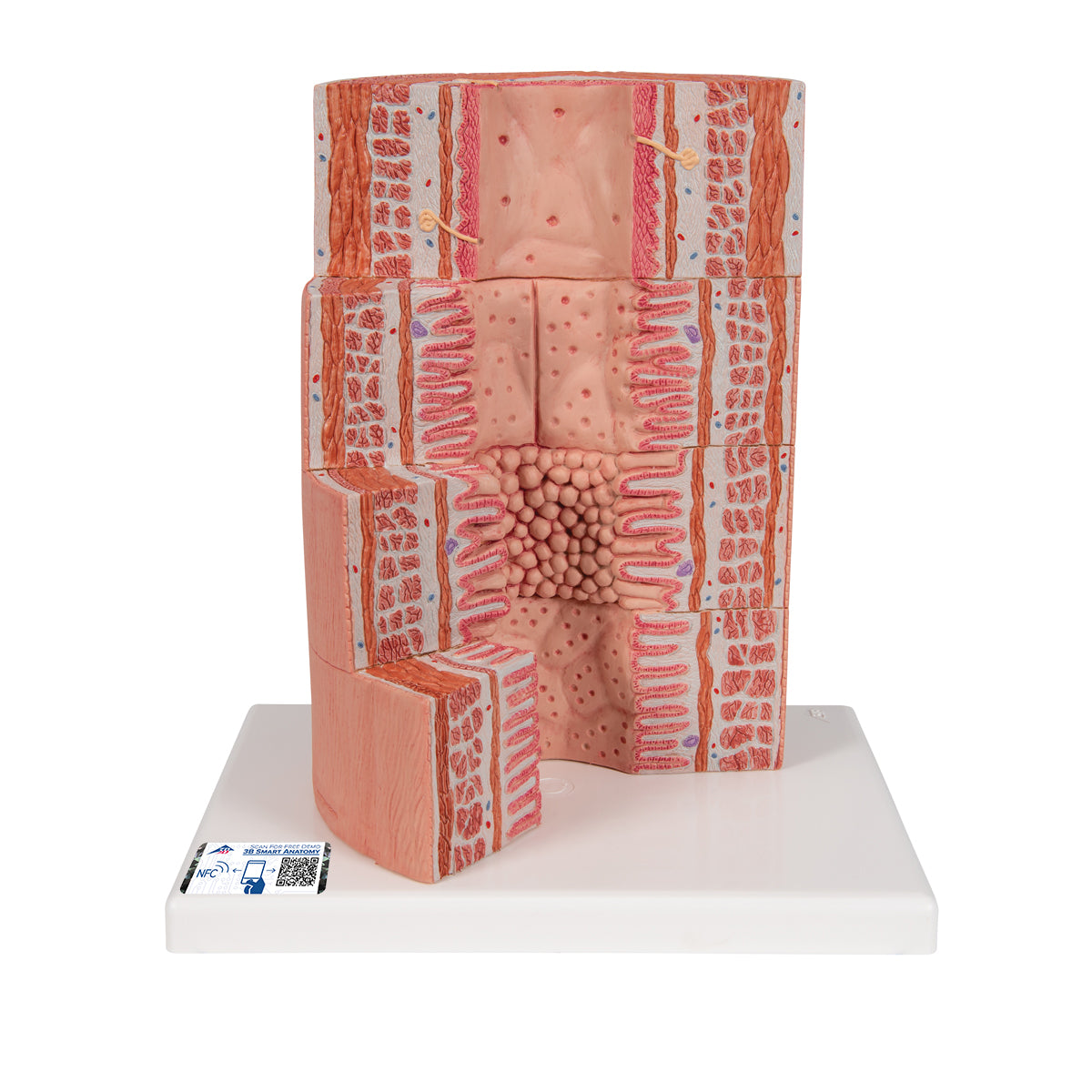3B MICROanatomy Digestive System Model, 20-times Magnified