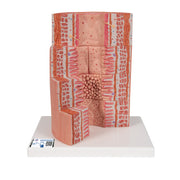 3B MICROanatomy Digestive System Model, 20-times Magnified